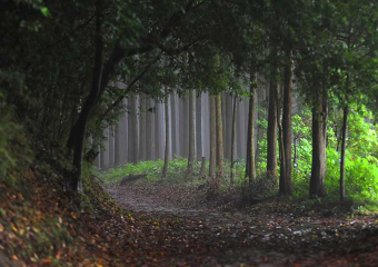 箱根旧街道